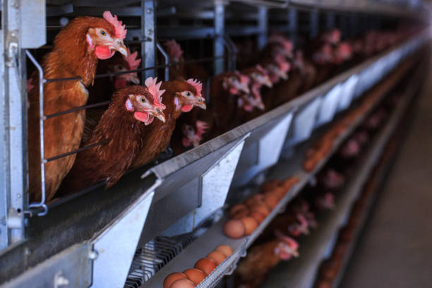 istock Factory chicken egg production. Red chickens are seated in special cages. Linear perspective. Agribusiness company. Concept theme: agribusiness, production of food. 951200178
