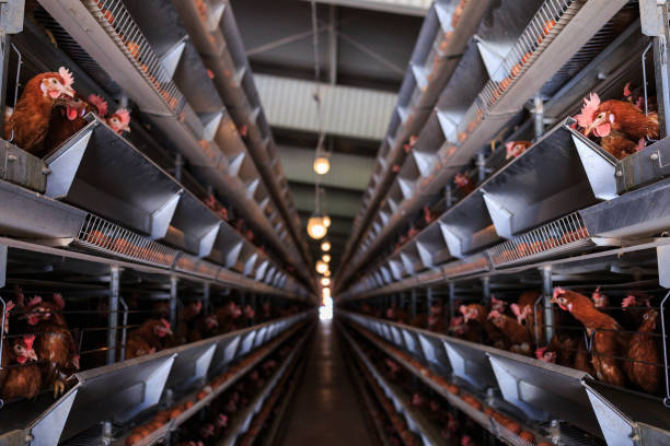 istock Factory chicken egg production. Red chickens are seated in special cages. Linear perspective. Agribusiness company. Concept theme: agribusiness, production of food. 951200182