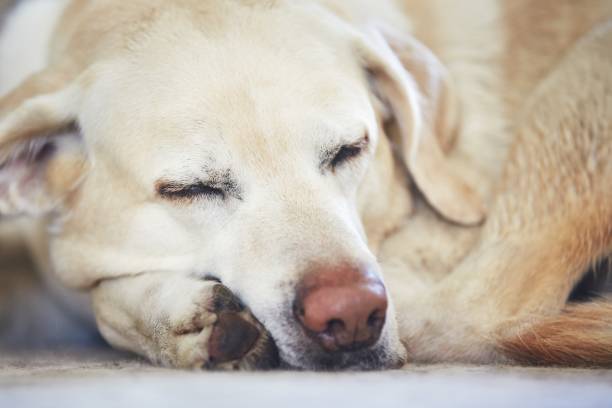 istock Dog sleeping on the carpet 951200426