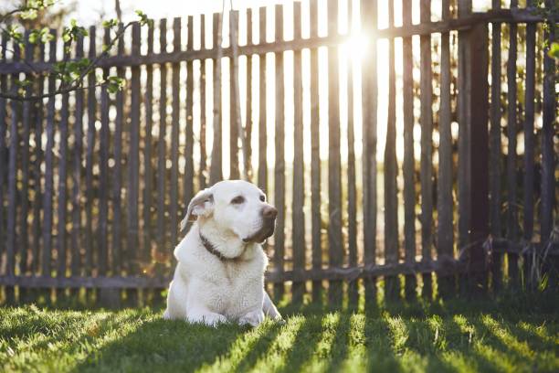 istock Dog on the garden at the sunset 951200474