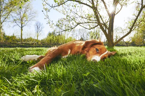 hund ruht auf den garten - cute animal purebred dog brown stock-fotos und bilder