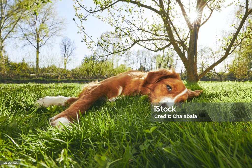 Chien au repos sur le jardin - Photo de Chien libre de droits