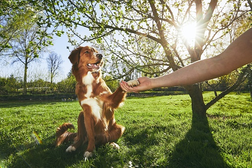 Springtime on the garden. Man holding paw of the his dog (Nova Scotia Duck Tolling Retriever) at the sunset.