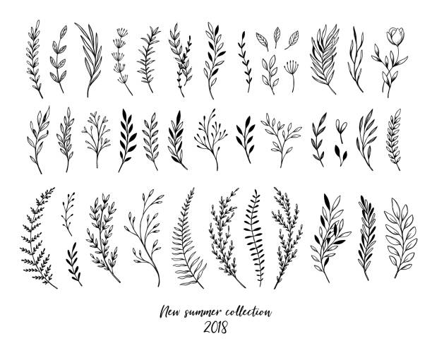 Hand sketched vector floral elements ( leaves, flowers, swirls and branches). Botanical illustrations. Perfect for wedding invitations, greeting cards, quotes, blogs, Frames Hand sketched vector floral elements ( leaves, flowers, swirls and branches). Botanical illustrations. Perfect for wedding invitations, greeting cards, quotes, blogs, Frames branch plant part illustrations stock illustrations