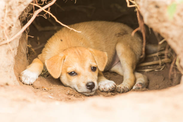istock Puppies Breed Thailand 951206164
