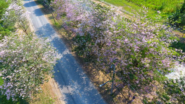istock Close-Up View Of Leaves 951206354