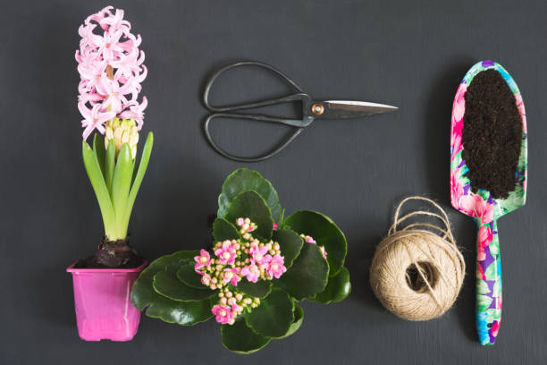 Gardening spring concept with pink calanchoe and hyacinth and tools on black board. Flat lay. Gardening spring concept with pink calanchoe and hyacinth and tools on black board. Flat lay. Top view. calanchoe stock pictures, royalty-free photos & images