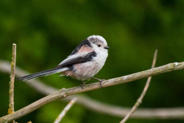 istock long-tailed tit Aegithalos caudatus 951208730