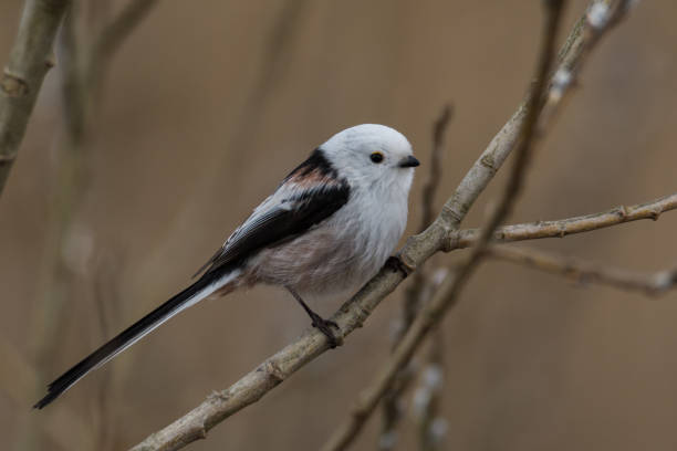 istock long-tailed tit Aegithalos caudatus 951208772