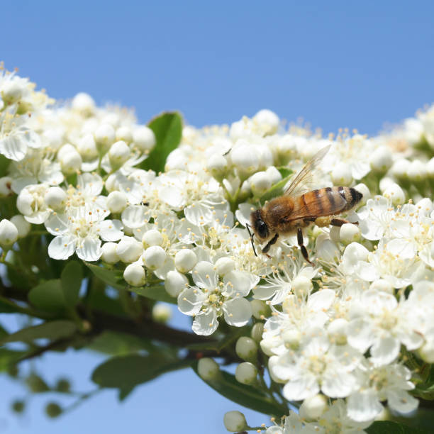 istock Honey bee on white flowers 951208874