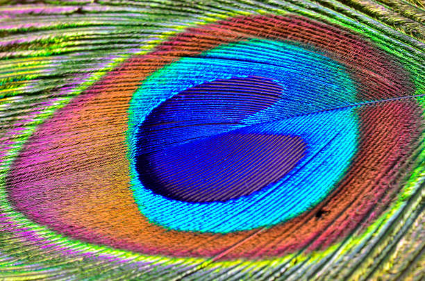 Peacock feather stock photo