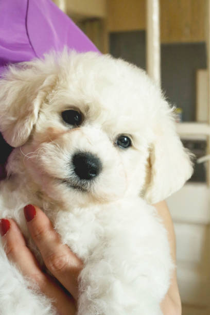 istock Bichon Frieze puppy portrait 951223698