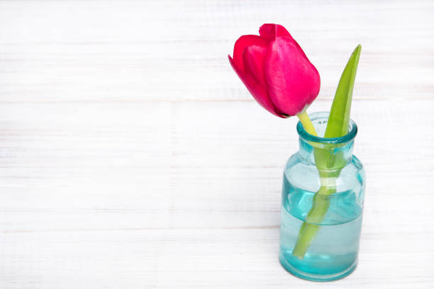 istock Pink tulip on white wooden background, copy space 951223848