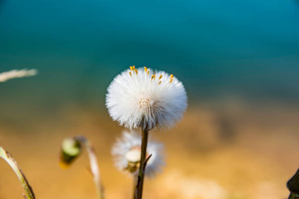 Dried dandelion