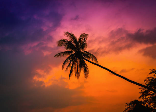 Silhouette coconut palm trees on beach at twilight. Vintage tone.