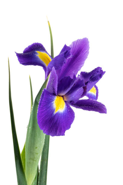 istock Beautiful dark purple iris flower 951230438