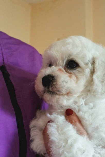 istock Bichon Frieze puppy portrait 951234642