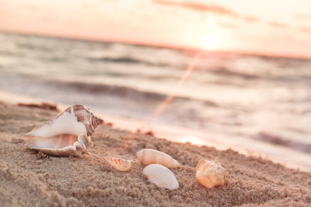 Landscape With Shells On Tropical Beach In The Morning At Sunrise