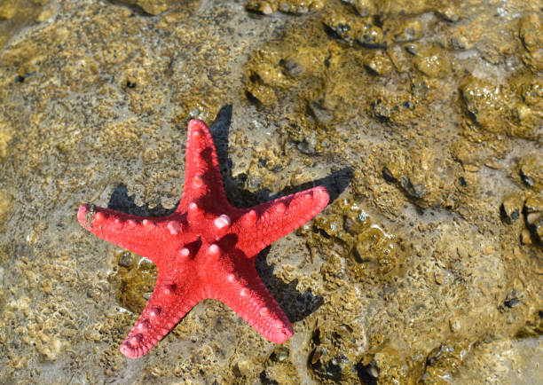 istock Sea star on a sea rock 951246332