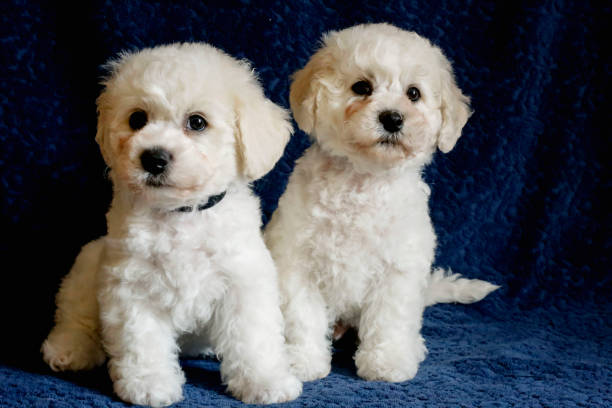 istock Bichon Frieze puppies portrait 951246852