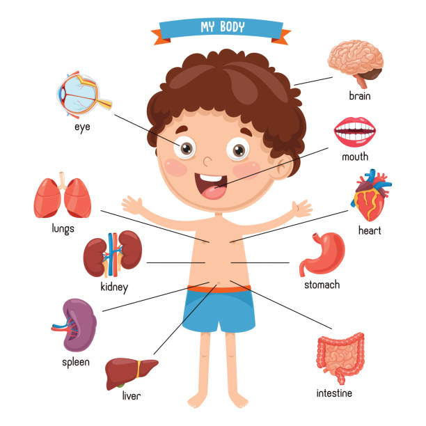 Vector Illustration Of Human Body Vector Illustration Of Human Body kid body parts stock illustrations