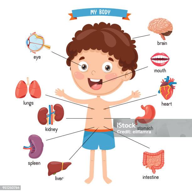 Vector Illustration Of Human Body Stock Illustration - Download Image Now - Child, The Human Body, Anatomy