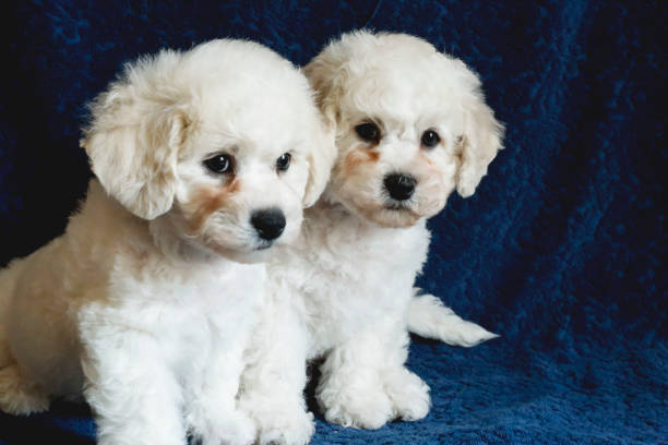 istock Bichon Frieze puppy portrait 951254270