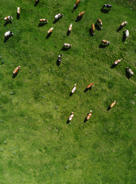 istock Aerial view of cows herd grazing 951254980