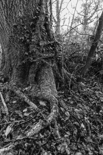 istock Tree root -natural wiev - outdoor park 951257798