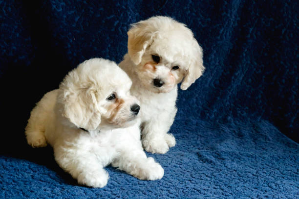 istock Bichon Frieze puppies portrait 951258802