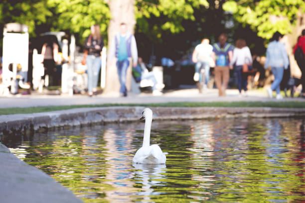 istock White swans on a city lake 951259532