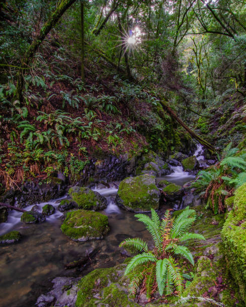 istock Cataract Falls in Marin County Ca. on a nice day 951259846
