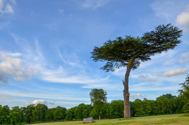 Iconic cedar tree in Cassiobury Park, Watford, England
