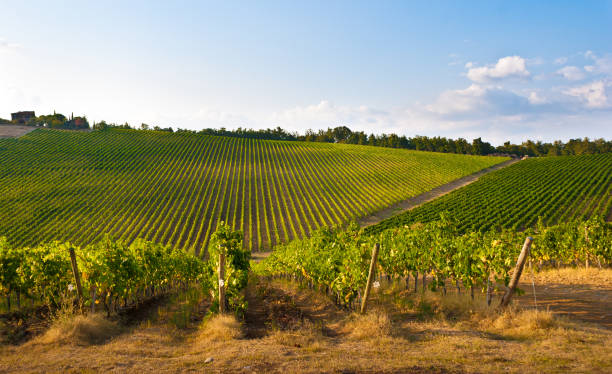 istock Vineyard in Tuscany Lit by Setting Sun 951269926