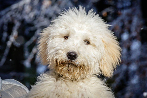 un doodle vecchio estremamente carino che sembra curioso nella fotocamera in una giornata di sole. le orecchie dorate sono davvero in contrasto con la neve bianca. il cane cucciole si sta allenando per sedersi - winter snowshoeing running snowshoe foto e immagini stock