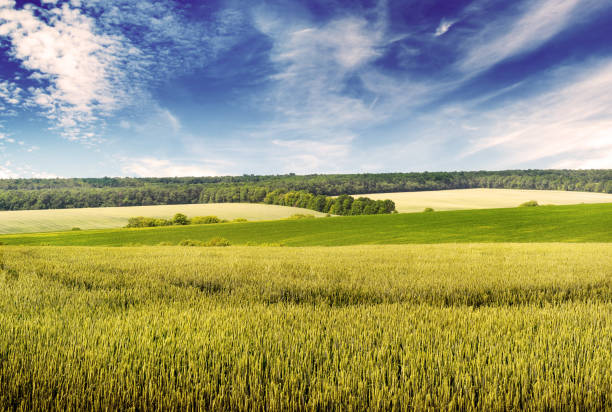 istock Toned photo wheat field 951281238
