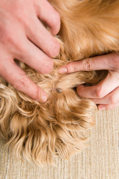 istock Big mite in dog fur close up 951284438
