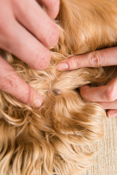 big tick inside of dog skin close up - full hair imagens e fotografias de stock