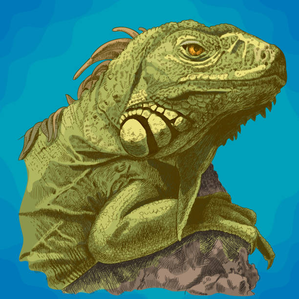 Vector antique engraving illustration of iguana head in retro style