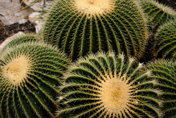 Close up of a group of mature golden barrel cacti Kew Gardens, London, United Kingdom kew gardens spring stock pictures, royalty-free photos & images