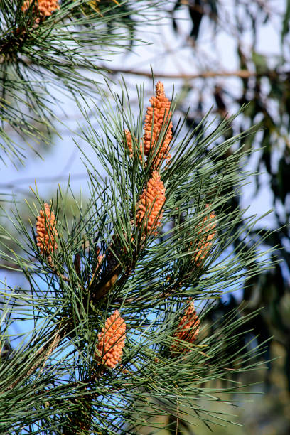 fleur d’arbre de pin en fleurs - pine nut tree pine tree pine cone photos et images de collection