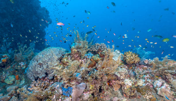 istock Coral reef off coast of Bali 951287184