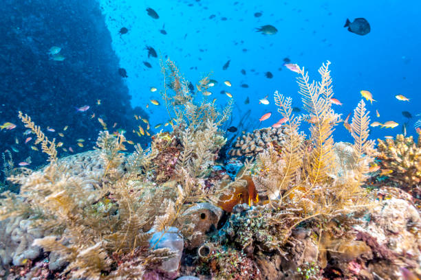 istock Coral reef off coast of Bali 951287300