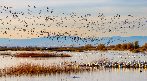 Migrating Geese, Sacramento, CA, USA