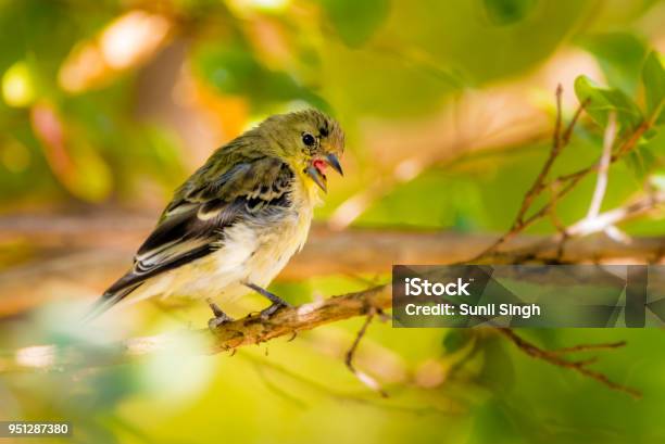 Lesser Gold Finch Stock Photo - Download Image Now - Gold Finch, Animal, Bird