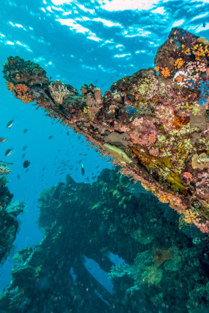 istock Coral reef off coast of Bali 951287550