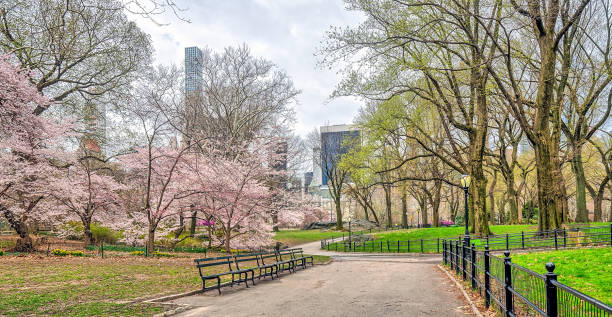 istock Central Park, New York City spring 951287782