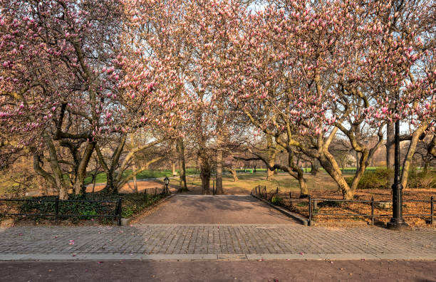 istock Central Park, New York City spring 951288468