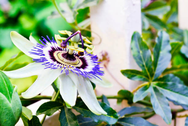 istock blooming clock flower in the garden 951292136