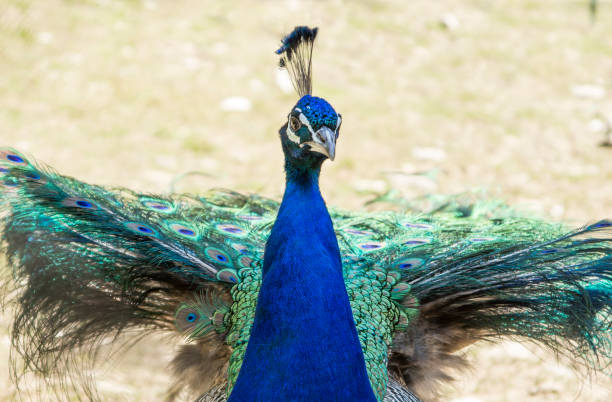 istock Indian peafowl close-up 951300120